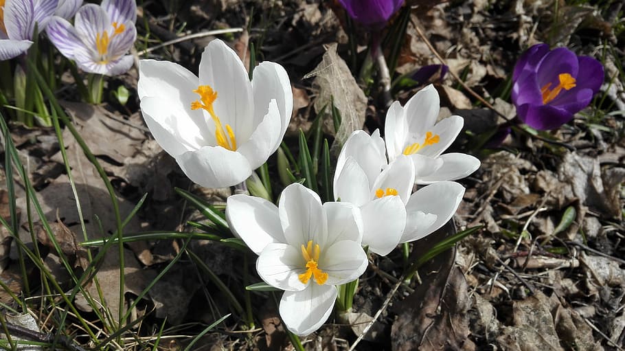 Spring, White, White, Flower, nature, crocus, plant, springtime HD wallpaper