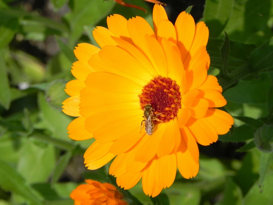 flower, insect, blossom, bloom, flowering plant, petal, fragility HD wallpaper