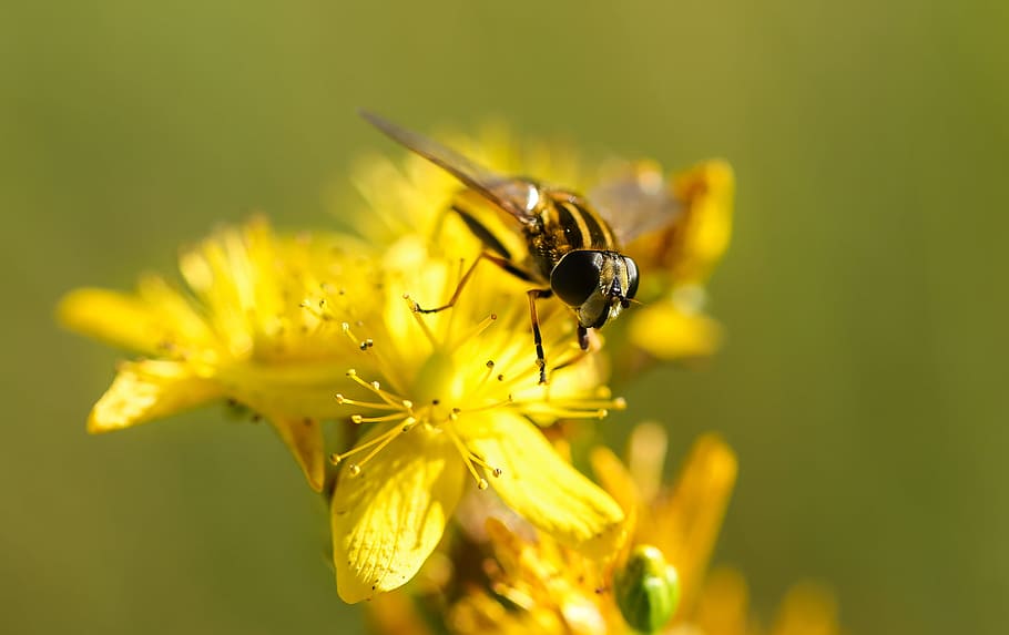 bee, bloom, blooming, blossom, blur, bright, color, colorful HD wallpaper