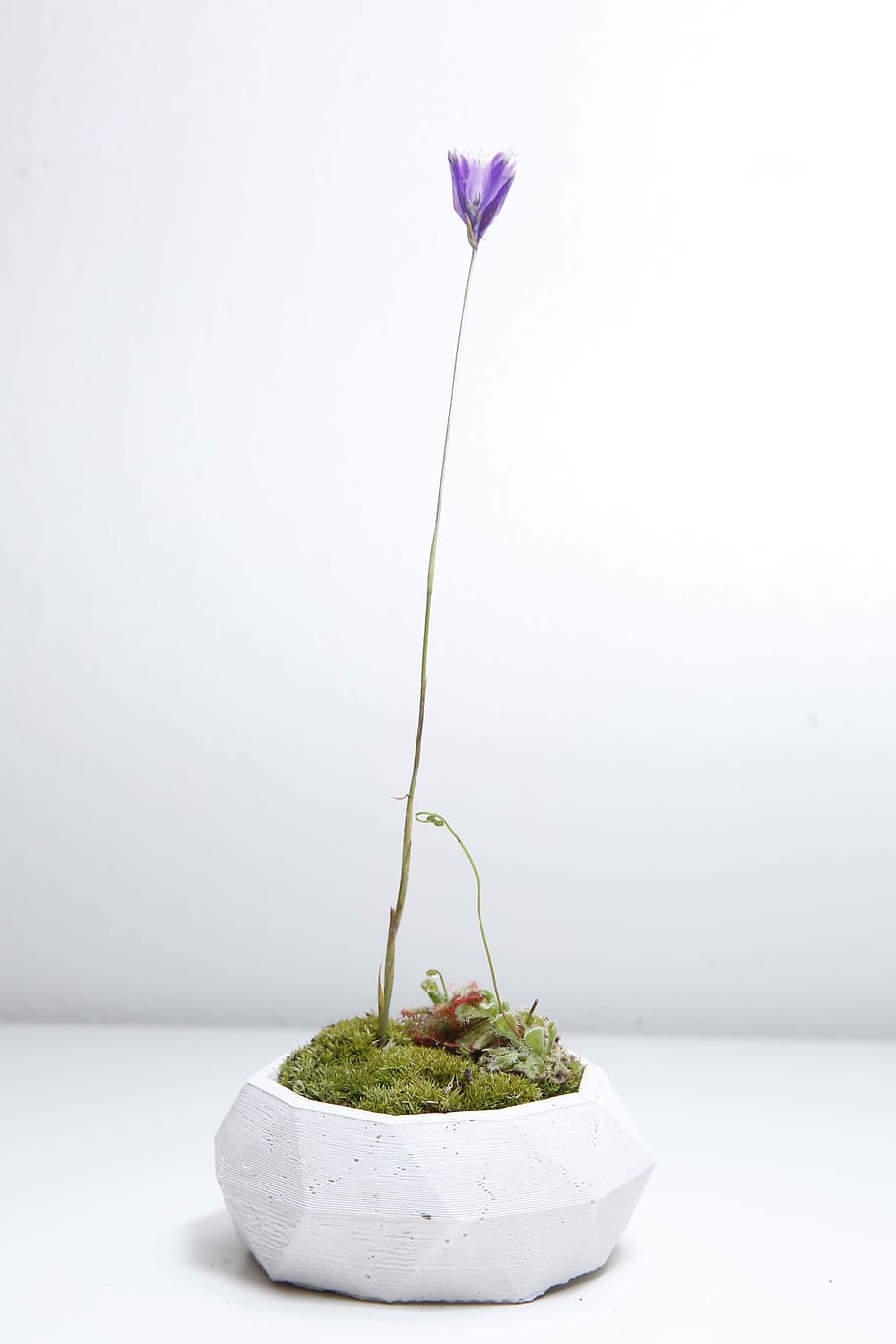 purple flower on white pot, concrete, plant, studio shot, indoors HD wallpaper