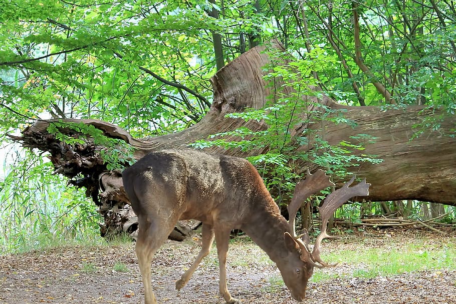 landscape, forest, hirsch, trees, overturned, summer, animal wildlife HD wallpaper