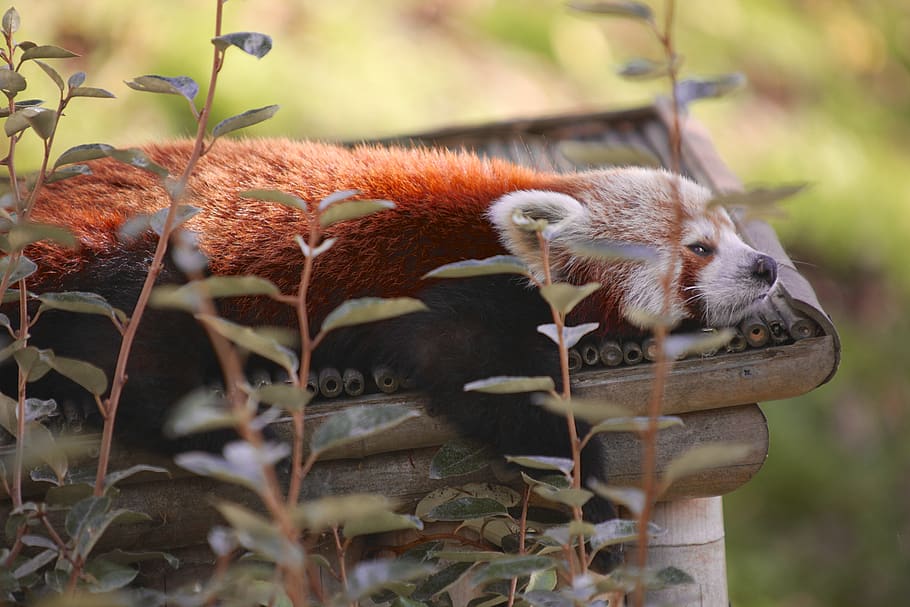 panda, roux, pairi daiza, animal themes, mammal, one animal HD wallpaper