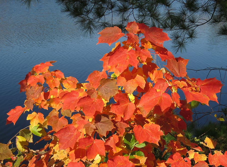 nature, leaves, maple, tree, branch, color, red, orange, autumn HD wallpaper