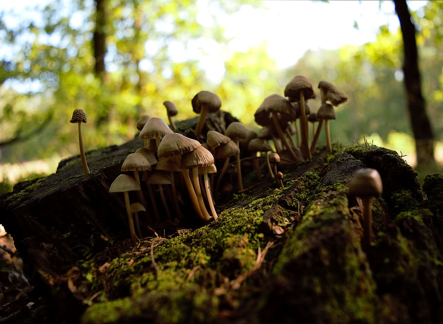 autumn, mushrooms, stump, forest, litter, nature, trunk, autumn weather, HD wallpaper