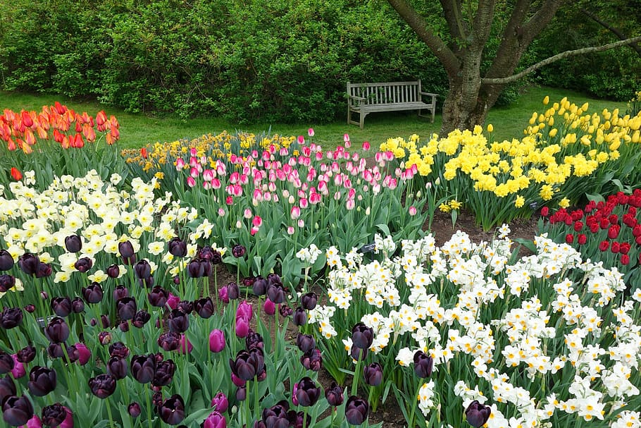 assorted flowers on garden, tulips, daffodils, spring, blossom HD wallpaper