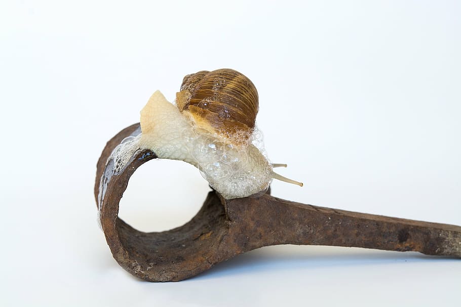 snail, shell, iron, rusty, animal, mollusk, crawl, slimy, mucus HD wallpaper