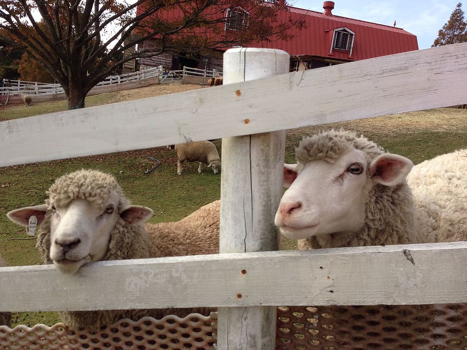 sheep, mountain, ranch, japan, fence, mammal, animal themes HD wallpaper