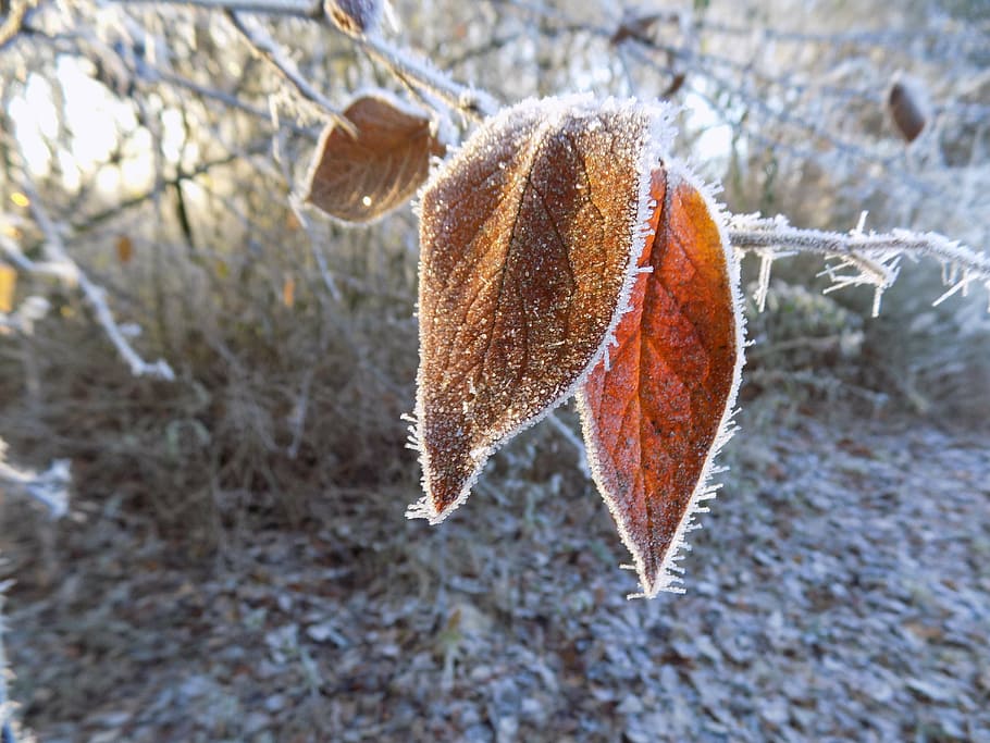 frost, cold, frozen, leaf, nature, winter, cold temperature HD wallpaper