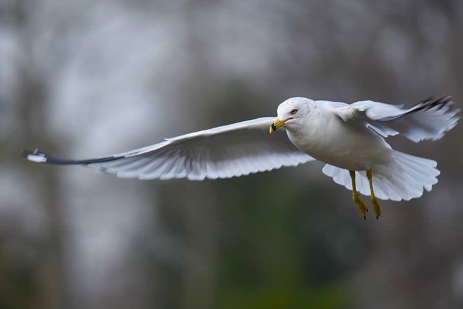 Gull in flight, selective focus photography of white bird flying at daytime HD wallpaper