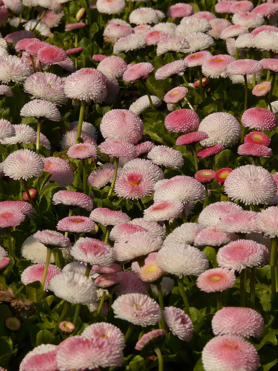 Rob Roy, Daisy, Flower, Blossom, red, bloom, plant, cultivar HD wallpaper