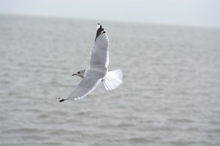 Herring Gull, Seagull, Larus, Bird, laridae, north sea, seevogel HD wallpaper