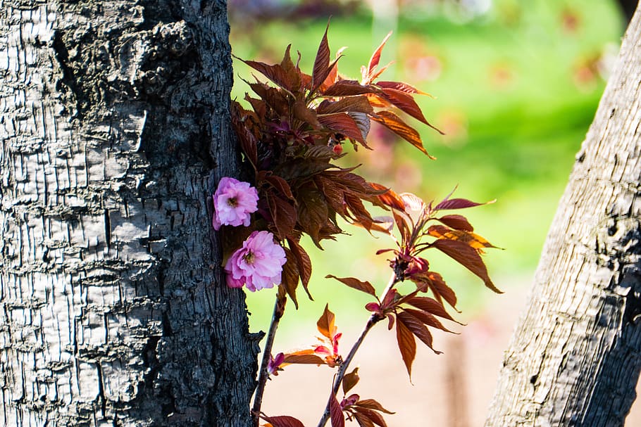 cherry, spring, tree, nature, leaf, wood, flora, plant, trunk HD wallpaper