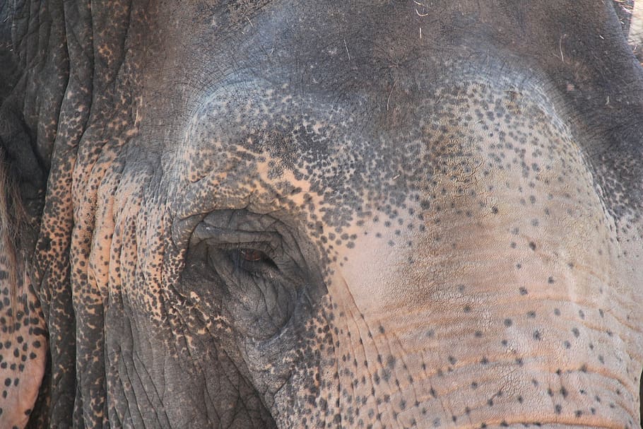 eye, elephant, ruesseltier, proboscis, pachyderm, section, one animal HD wallpaper