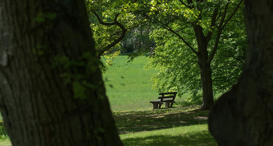 tree, park bench, shadow, nature, wood, leaf, landscape, scenic HD wallpaper