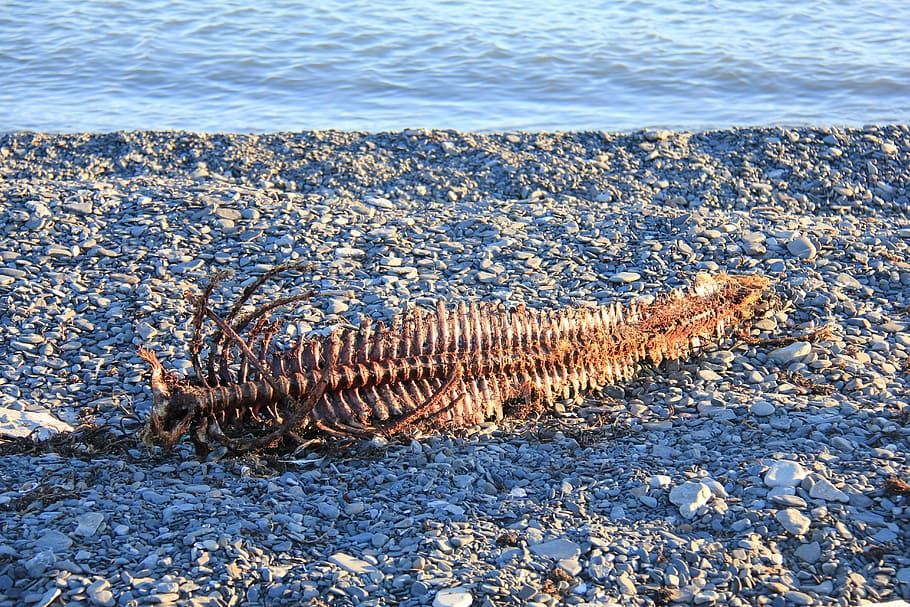 spine, ben, skeletal, seal, water, no people, nature, day, beauty in nature HD wallpaper