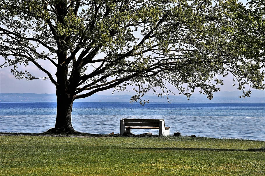 white bench near tree, spring, landscape, beach, lake, park HD wallpaper