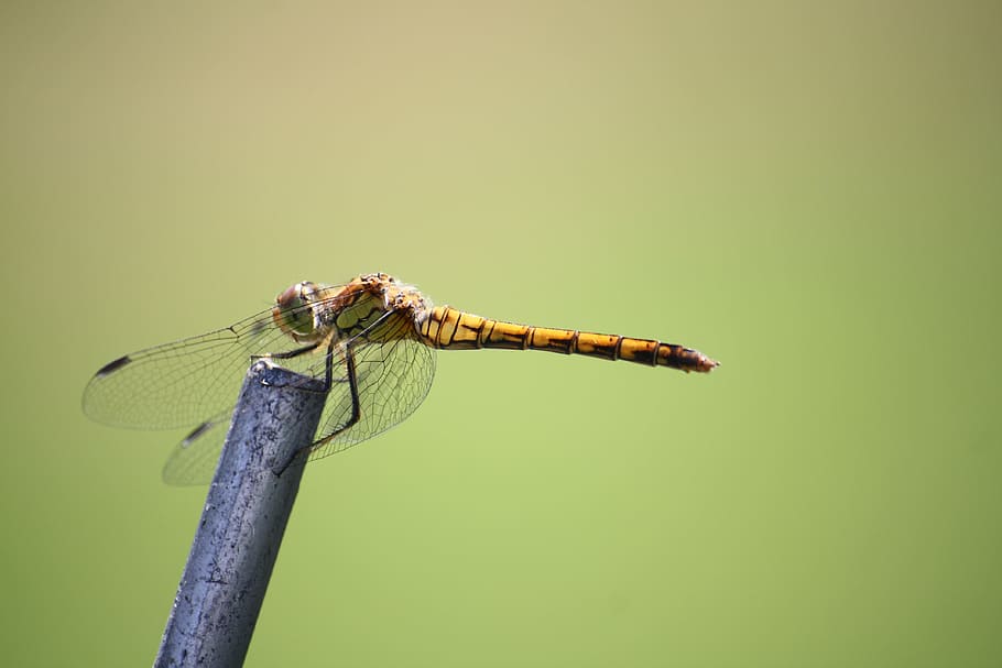 dragonfly, insect, close, wing, creature, nature, yellow dragonfly HD wallpaper