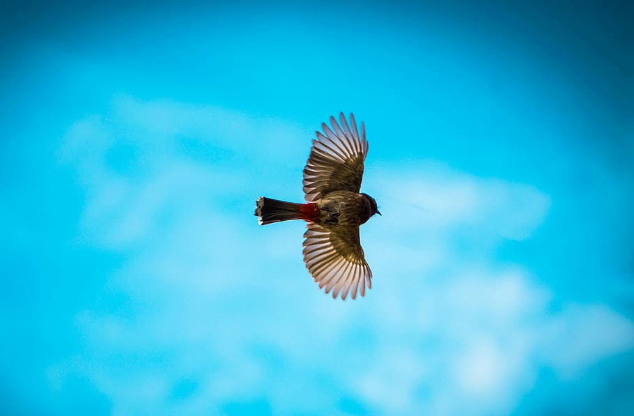 She got some Fernweh I guess., brown and red bird in the sky HD wallpaper