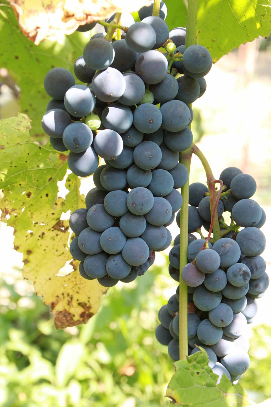 grapes, cluster, grapevine, fruit, wine, harvest, winery, bunch HD wallpaper