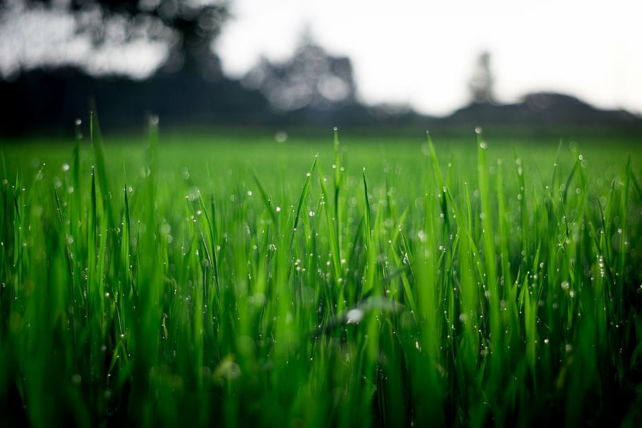 green grass in focus photography at daytime, selective, plant, HD wallpaper