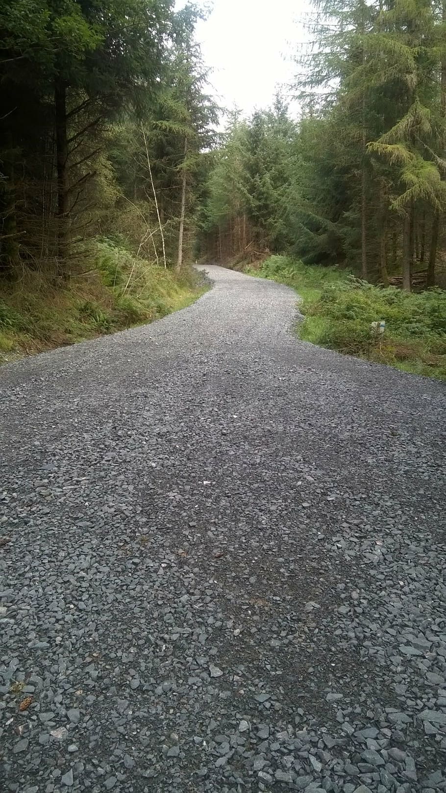 hill, forest, path, footpath, scottish, nature, tree, mountain HD wallpaper