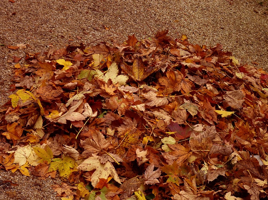 autumn, fall foliage, golden autumn, forest, october, leaves, HD wallpaper