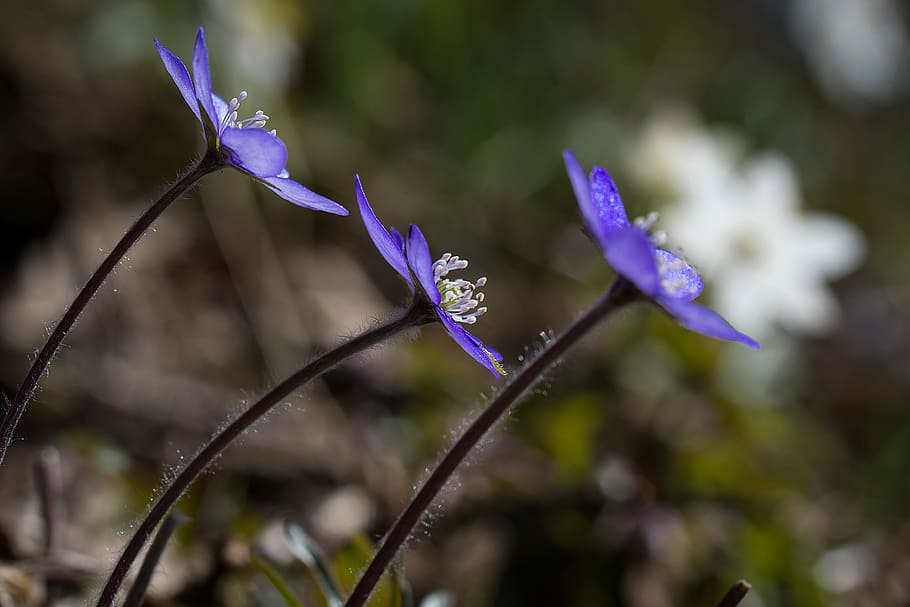 hepatica, spring, flower, blue, flowering plant, purple, beauty in nature, HD wallpaper