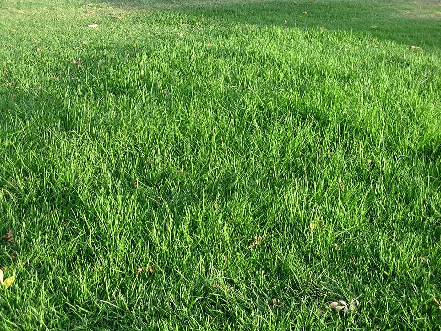 grass, green, texture, meadow, nature, plant, lawn, fresh, outdoors HD wallpaper