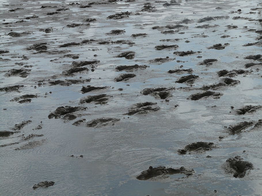 mud with foot steps, mudflat hiking, traces, hike, wadden sea, HD wallpaper