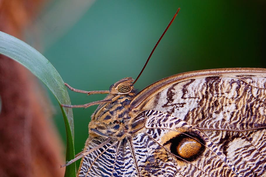 insect, butterfly, close, close-up, invertebrate, animal themes HD wallpaper