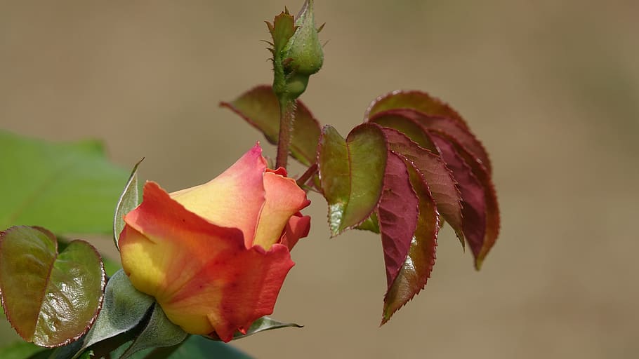 pink, garden, plant, beauty in nature, flower, flowering plant HD wallpaper