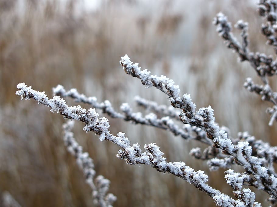 hoarfrost, reed, winter, wintry, ice, icy, frosted, nature HD wallpaper