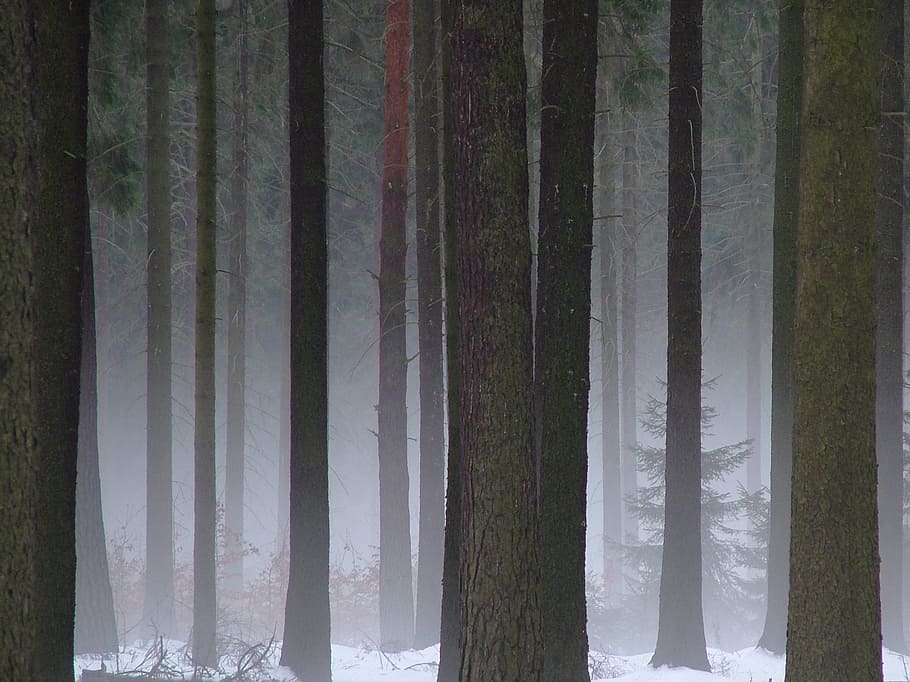 trees painting during winter season, forest, dresden, dresden heath HD wallpaper