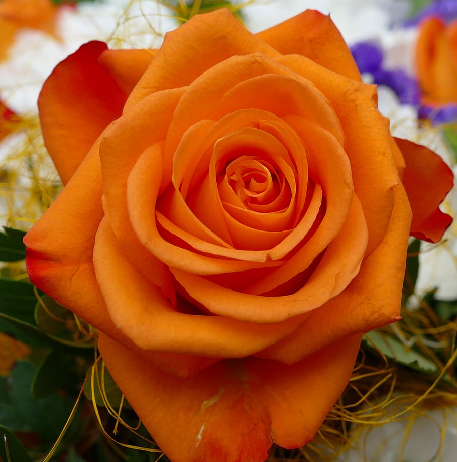 rose, orange blossom, flowering plant, close-up, beauty in nature HD wallpaper