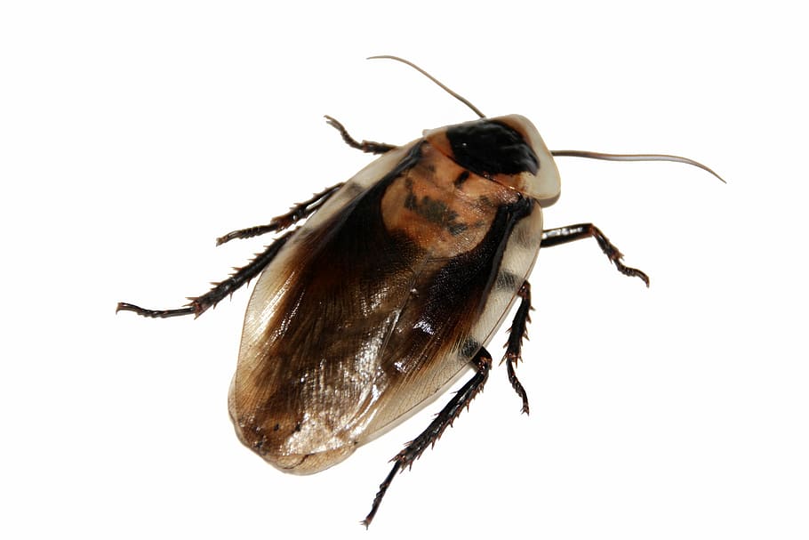 brown cockroach, insect, imago, blaberus, pet, animal, animal themes HD wallpaper