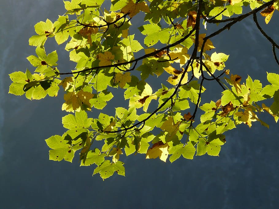 mountain maple, leaves, green, autumn, acer pseudoplatanus, HD wallpaper