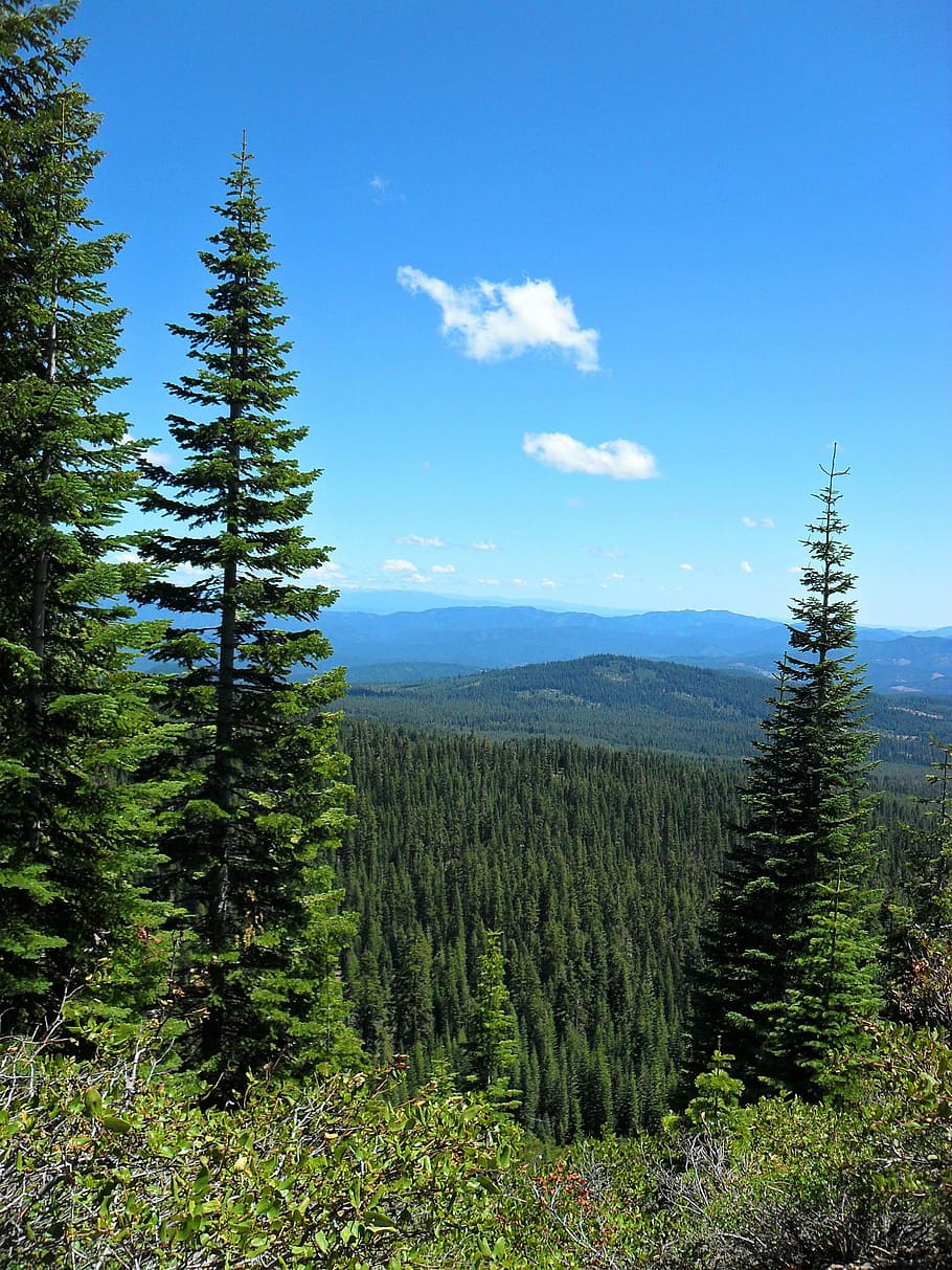 forest, trees, green, sky, spring, mountain, landscape, nature HD wallpaper