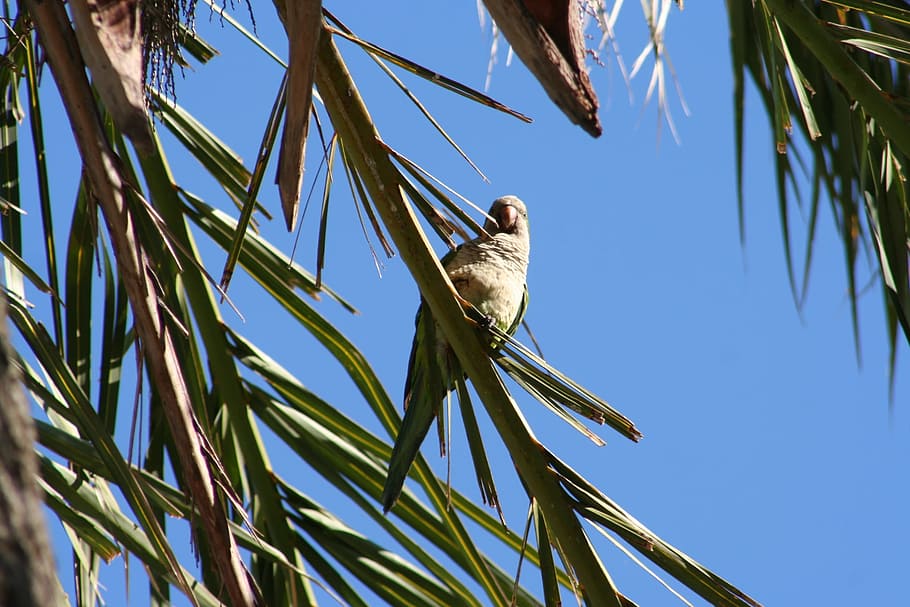 Parrot, Palm Tree, Bird, one animal, animal wildlife, animal themes HD wallpaper