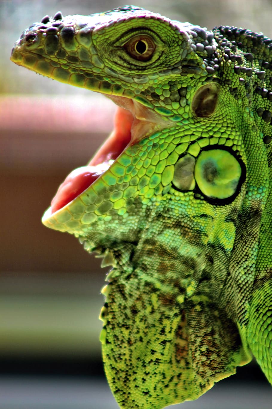leguan, reptiles, green, animal themes, one animal, lizard, HD wallpaper