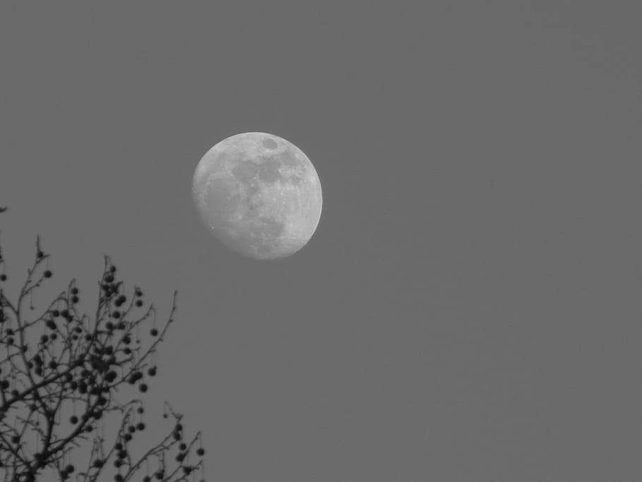 moon, branches, mood, sky, space, night, astronomy, planetary moon HD wallpaper