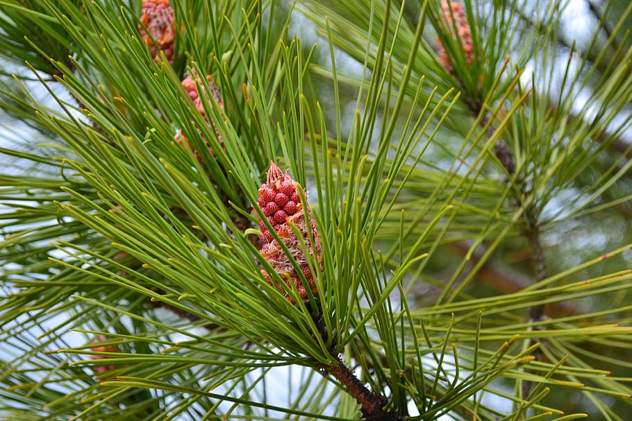 pine, cone, points, pinecone, maritime pine, nature, plant HD wallpaper