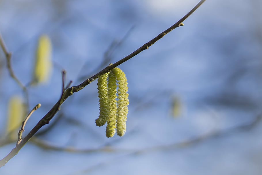 pussy willow, spring, tree, signs of spring, branches, nature, HD wallpaper