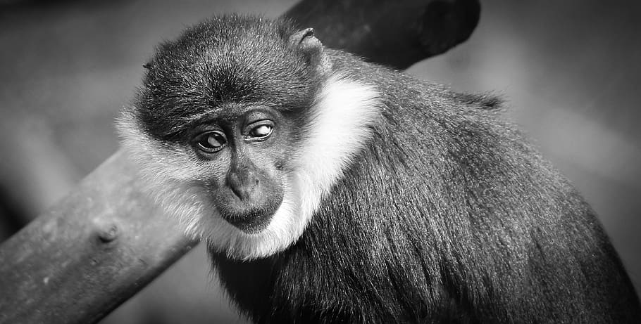 Monkey, Portrait, Sorry, Wild, Animal, animals, mammal, primate HD wallpaper