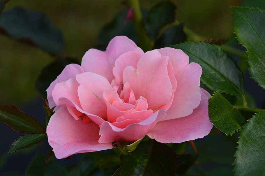 rose, flower, pink, petal, plant, beauty in nature, flowering plant HD wallpaper