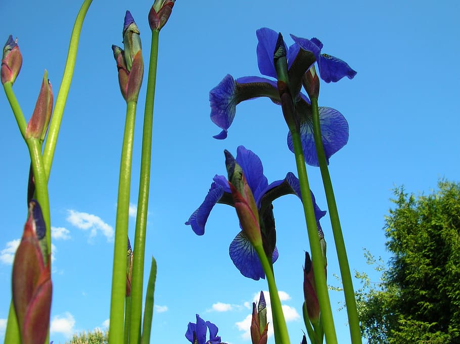irises, flower, summer, garden, violet, plant, growth, sky HD wallpaper