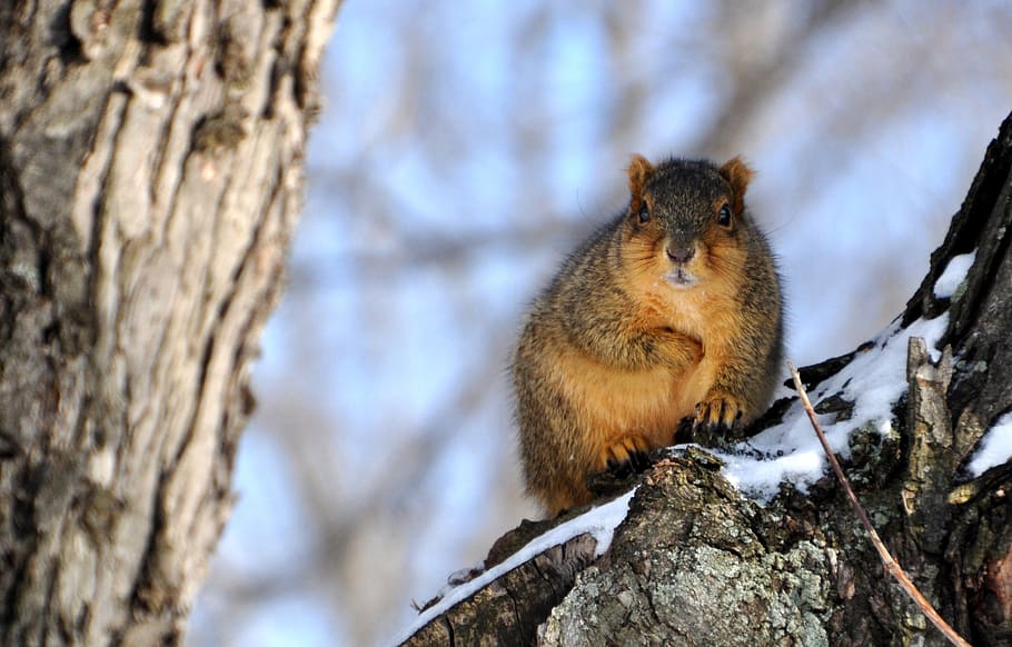 squirrel, snow, perch, winter, outdoors, furry, rodent, grey HD wallpaper