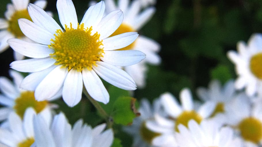 White and Yellow Flowers, beautiful, bloom, blooming, blossom HD wallpaper