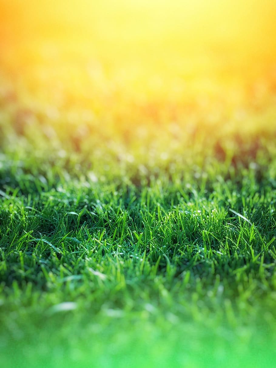 grass, green, nature, plants, green Color, meadow, outdoors HD wallpaper