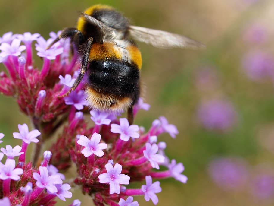 bee, flower, nature, insect, flowering plant, one animal, animal themes HD wallpaper