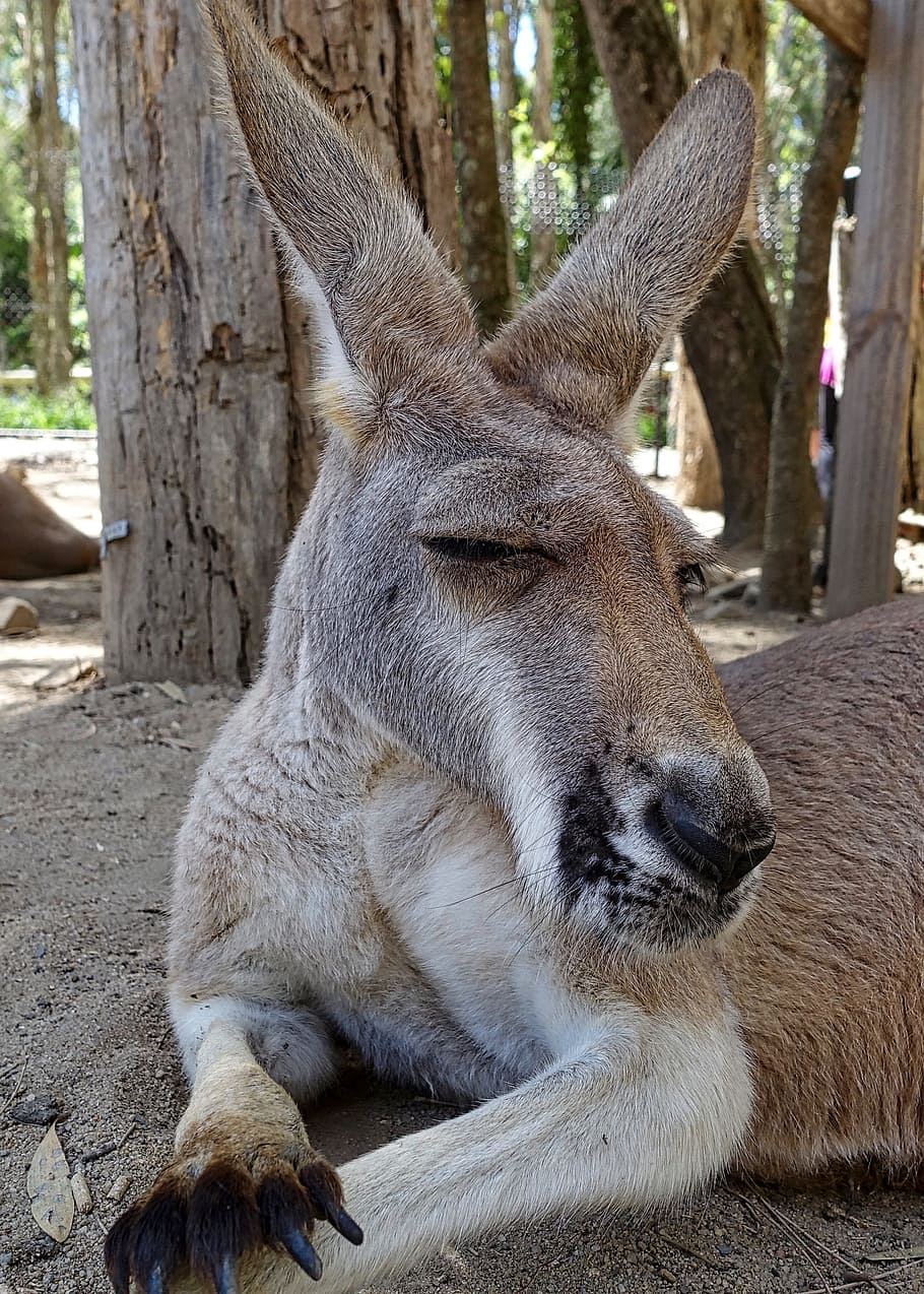 brown and white donkey near trees, kangaroo, face, australia HD wallpaper